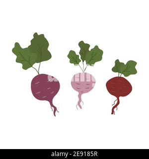 Three beets with green leaves isolated, organic healthy food, vegetable, vector illustration in cartoon style. Hand drawn Stock Vector