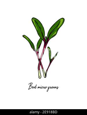 Hand drawn beet micro greens. Vector illustration in colored sketch style isolated on white background Stock Vector