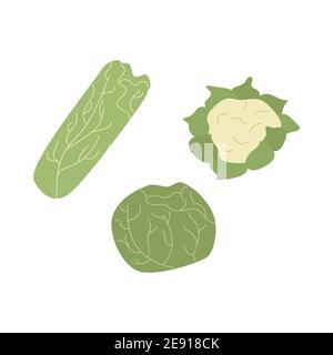 Set of different types of cabbage. White cabbage, Chinese cabbage, cauliflower. Stock Vector