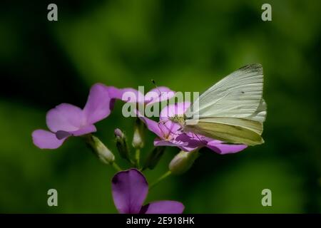 A Cabbage White Butterfly (Pieris rapae) feeds on a purple wildflower. Stock Photo