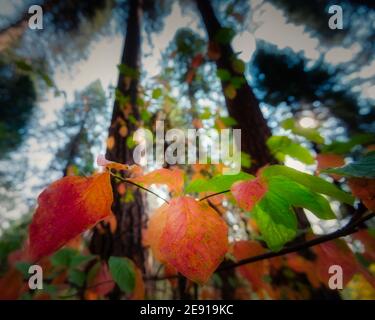 Colorful fall leaves on a tree branch Stock Photo