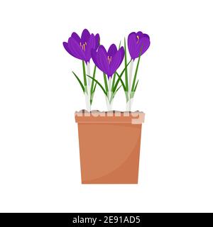 Crocus in a pot. Spring flowers vector illustration, isolated on white background Stock Vector