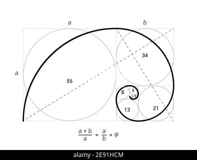 Golden ratio vector proportion spiral section. Fibonacci golden ratio geometry Stock Vector
