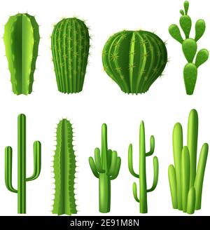 Different types of cactus plants realistic decorative icons set isolated vector illustration Stock Vector