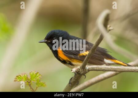 An American Redstart perched on a branch during spring migration. Stock Photo