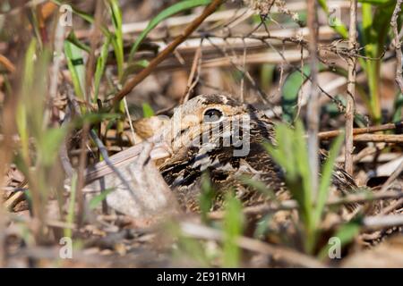 American Woodcock sitting on her nest hidden in the brush. Stock Photo
