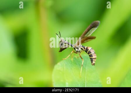 A Brown Wasp Mantidfly, a wasp mimic, in Wisconsin. Stock Photo
