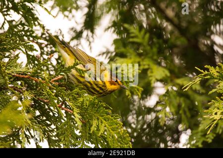 A Cape May Warbler perched on a branch during spring migration. Stock Photo