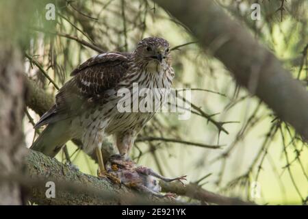 Cooper's Hawk feeding on an American Robin that it had just killed. Stock Photo