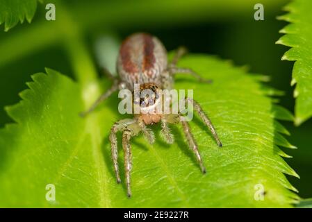 A Dimorphic Jumping Spider on a leaf hunting for prey in Wisconsin. Stock Photo