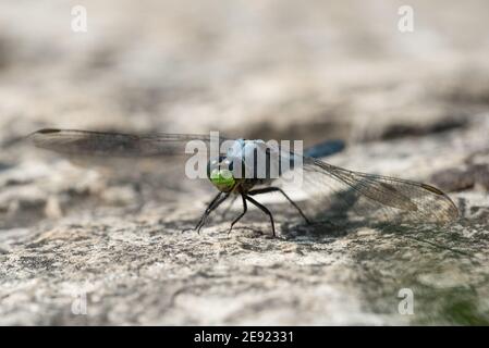 An Eastern Pondhawk perched on a rock near a pond. Stock Photo