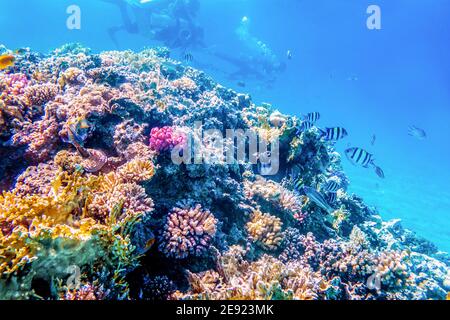Coral reefs, wonderful underwater world Stock Photo