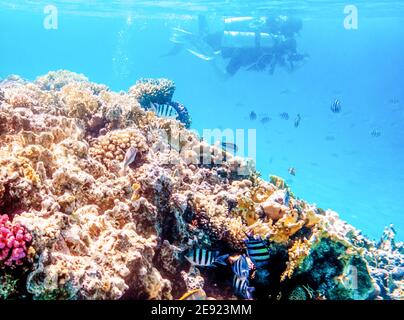Coral reefs and divers, wonderful underwater world Stock Photo
