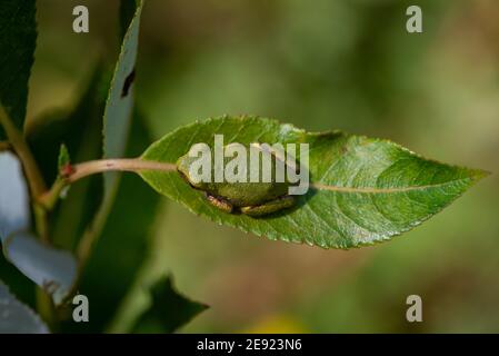 A Gray Treefrog sitting on a leaf in summer. Stock Photo