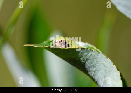 A Gray Treefrog sitting on a leaf in summer. Stock Photo