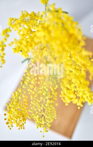 Beautiful sprigs of mimosa in glass vase on windowsill. Yellow sunny flowers on white table near the window Stock Photo