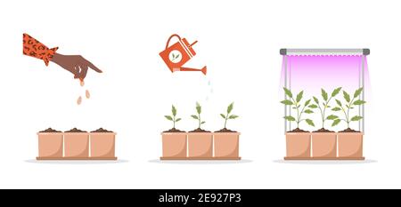 Phases seedling growing in pot under phyto lamp. Stages of plant growth from sprout to vegetable. Vector illustration in flat cartoon style. Domestic Stock Vector