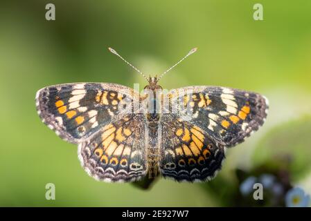 A Phaon Crescent butterfly feeding from a wildflower in the LRGV. Stock Photo