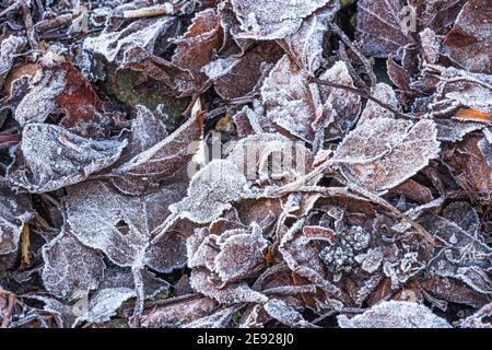 Frost on dead leaves Stock Photo
