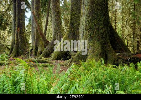 Western sword fern (Polystichum munitum) and trunks of Sitka spruce trees growing in a line on a fallen nurse log, Spruce Nature Trail, Hoh Rain Fores Stock Photo