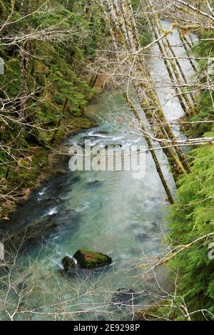 Red alder trees overhang Salmon River, Olympic National Forest, Olympic Peninsula, Jefferson County, Washington, USA Stock Photo