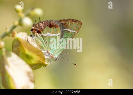 A Silver-banded Hairstreak perched on a leaf. Stock Photo