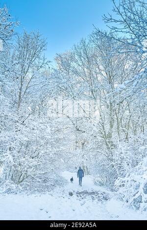 A man and his dog exercise on a sunny day following a snowstorm at Kings Wood, Corby, England, during a national lockdown to combat covid-19. Stock Photo