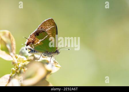 A Silver-banded Hairstreak perched on a leaf. Stock Photo