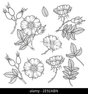 Dog-rose flowers, branches and leaves. Vector image isolated on white background. Coloring book for adults, elements for packaging design of cosmetics Stock Vector