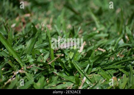 A side view of a single female brown anole or anolis sagrei lizard poking out from between the green grass of a field or pasture. Stock Photo