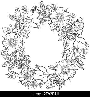 Round frame, a wreath of dog-rose flowers, branches and leaves. Vector image isolated on white background. Coloring book for adults, elements for pack Stock Vector