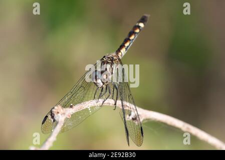 A Thornbush Dasher perched on a branch in the LRGV. Stock Photo