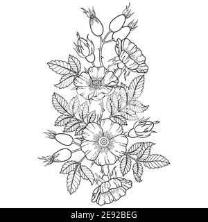 Boquet and borders of dog-rose flowers, branches and leaves. Vector image isolated on white background. Coloring book for adults, elements for packagi Stock Vector