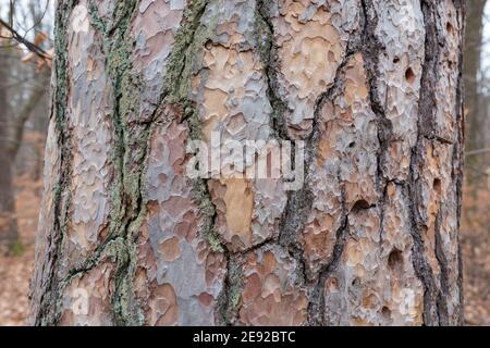 Close-up of the bark of a jew tree. With beautiful, natural texture. Stock Photo