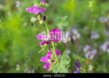 Twig with a Malva sylvestris blossom. Purple colored flower. Stock Photo