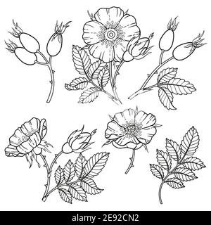 Dor-rose flowers, branches and leaves. Vector image isolated on white background. Coloring book for adults, elements for packaging design of cosmetics Stock Vector