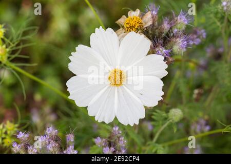 Top down view and close-up of a Cosmos bipinnatus flower (also known as garden cosmos or mexican aster). Eight white petals. Stock Photo