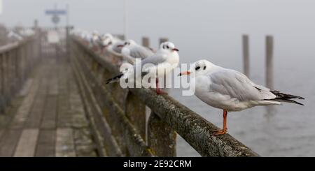 A group of seagulls (black-headed gulls, Chroicocephalus ridibundus) on the handrail of a wooden jetty. Lined up in a row. Stock Photo