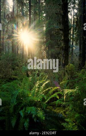 Sunlight streaming through temperate old-growth forest and ferns, Queets rainforest, Olympic National Park, Jefferson County, Washington, USA Stock Photo