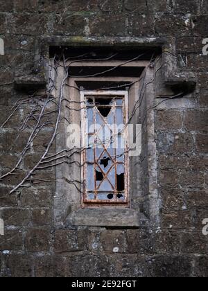 A dark, moody shot of broken window panes in old metal frame window with ivy roots and branches spreading across. Stock Photo