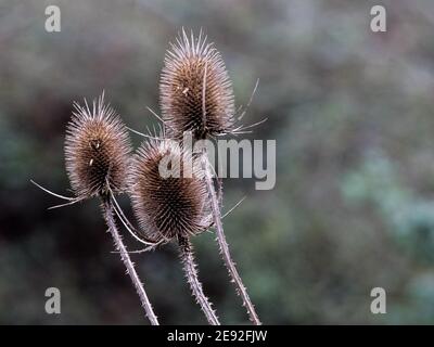 Teasel seed heads (Dipsacus fullonum) growing in the wild in Wiltshire, England, UK. Stock Photo