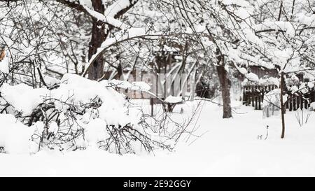 Branches of young apple tree under snow in sunny frosty morning, fence in the background Stock Photo