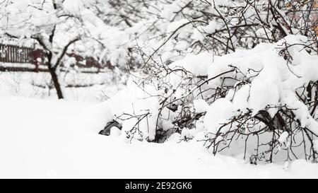 Branches of young apple tree under snow in sunny frosty morning, fence in the background Stock Photo