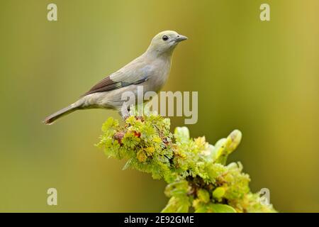 Palm Tanager, Thraupis palmarum, bird in the green forest habitat, Costa Rica. Tanager sitting on beautiful mossy brach with clear background. Birdwat Stock Photo