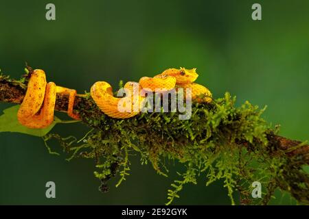 Eyelash Palm Pitviper, Bothriechis schlegeli, on green mossy branch. Nice yellow snake in green habitat. Stock Photo