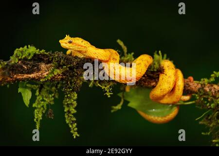 Eyelash Palm Pitviper, Bothriechis schlegeli, on green mossy branch. Nice yellow snake in green habitat. Stock Photo