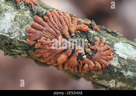 Hypocreopsis lichenoides, also called Hypocrea riccioidea, commonly known as Willow Gloves, wild mushroom from Finland Stock Photo