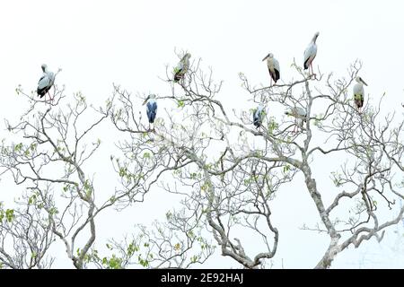 Asian openbill storks, Anastomus oscitans, colony on the tree. Flock of big birds from Asia. Stock Photo