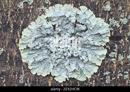 Parmelia sulcata, commonly known as  hammered shield lichen, cracked-shield lichen or powdered crottle, lichens from Finland Stock Photo