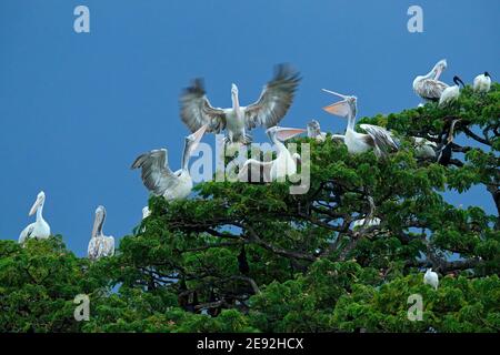 Spot-billed Pelicans, elecanus philippensis colony from Sri Lanka. Flock of big birds on the green tree with dark blue sky in background. Stock Photo